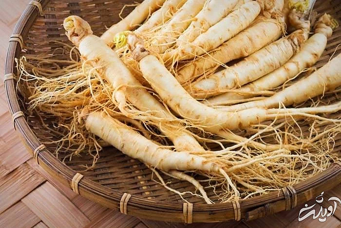 پیشینه تاریخی جینسینگ جینسینگ